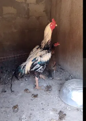 ديك باكستاني اصيل