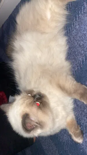 قطط للبيع العمر 6اشهر 7اشهر