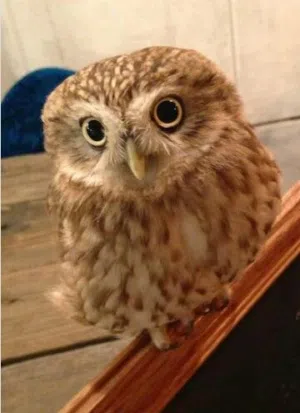 مناسبة للبيوت والأشخاص اللي بدهم حيوان مميز مش تقليدي إذا بتحب الحيوانات اللطيفة والمميزة،