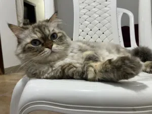 قطة للتبني