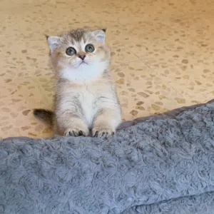 كيتين سكوتش فولد انثى ( Scottish fold ) كيتين جولدن ستريت ذكر ( Golden Straight )