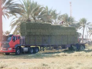 راس تريله ميديل 2021