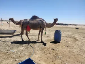 عزوف من بنات سمحة غزيرة هادية وتستحلب وتمري تحتها قعود