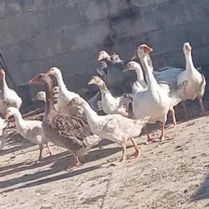 صغار وز عمر شهرين ونص