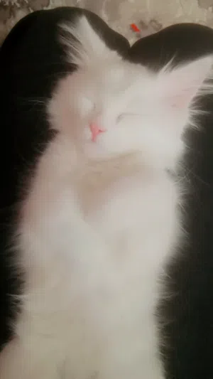 بسس للبيع ابيض واسود