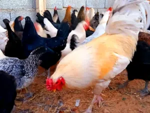 يوجد 16 دحاجة وأربع فراريج مخلطة فيهم فرنساوي أتنين دجاجة وفروج فرنساوي كما يوجد فيهم أناتي ديك رومي