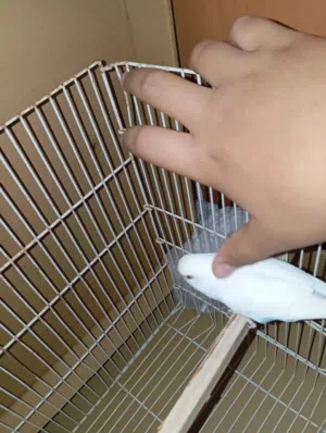 انتى بقلينو البينو عين حمرا