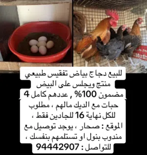 دجاج تفقيس طبيعي منتج مضمون ، تفاصيل بالصورة