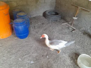 بط مصري كبار وصغار للبيع