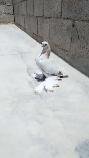 متاح فرخ حمام شقلاب هزاز ربي يبارك