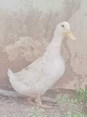 بطه انثا للبيع او البدل على جاجه بياضه ملاحظة التواصل خاص فقط فقط