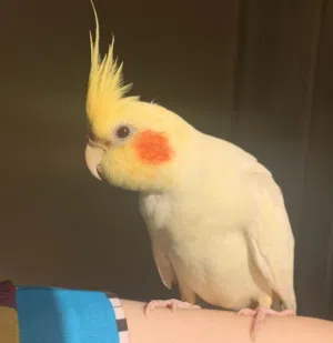 للبيع coctal bird