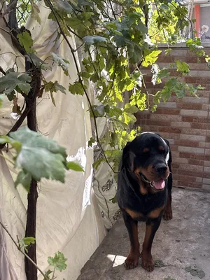 Rottweiler1