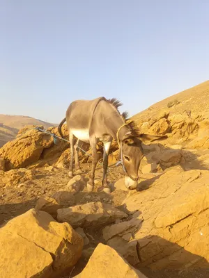 ‏غنم‏4