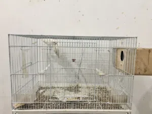 روز ألبينو بيور عيون حُمر