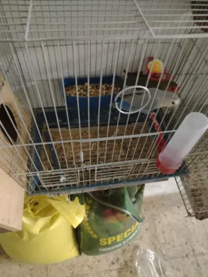 جوز روز مع 3 فراخ