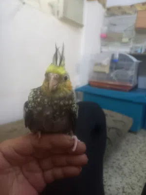 كوكتيل اليف