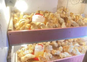 صيصان لوهمان البزرة الأصلية