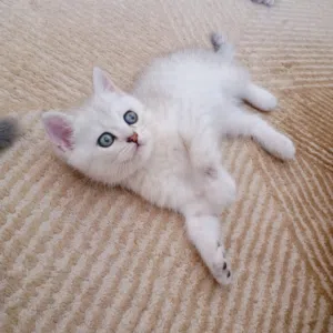 KITTEN Cute and Friendly Scotish and British cat male and female available ages 2 months