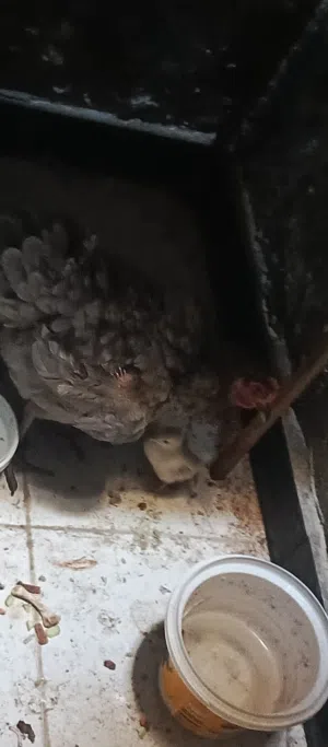 دجاج عرب للبيع اقره الوصف