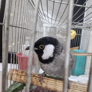 بلبل نثية أليفة طينة عمرها تسع اشهر