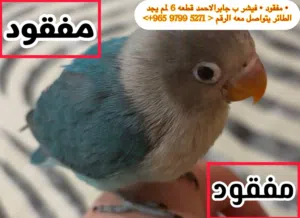 مفقود طير في جابر الاحمد