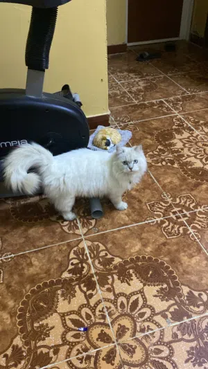 للبيع قطه عبري