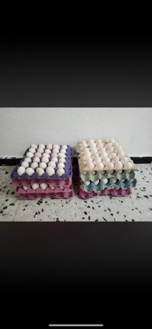 Others - Food - Supplements1