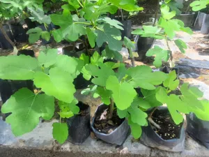 شتلات تين وفرصاد ومستعفل