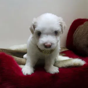 احلي واشيك ولد هافانيز Havanese ميني 47 يوم