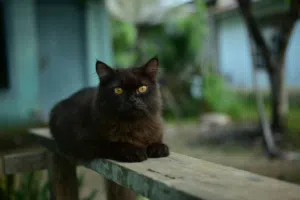 Nikon 5300 D وكاله بي معى الكلمه