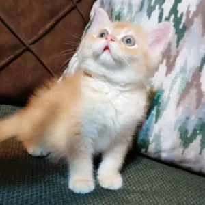نور ناصر 