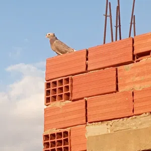 مطلوب نتايه تاكلا شوشه وجمه وعاموديه
