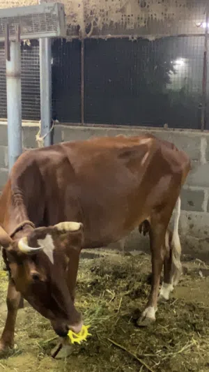 بقره بنيه اللون