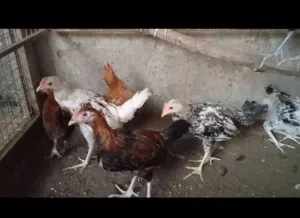 دياكه للبيع اقرا الستماره ،،