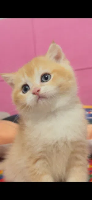 Skittish straight kitten سكوتش ستريت