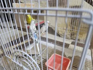 طيور حب اصليات ذكر ونثتين مبيضات اكثر من مره ذكر محجل