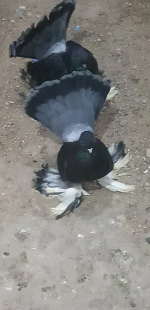 مطلوب فحل كرنكو