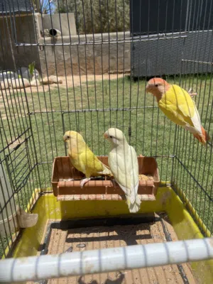 عصافير للبيع بركاديلو و دكر كوكتيل واتي