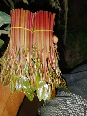 ‏خضار وفواكه‏4