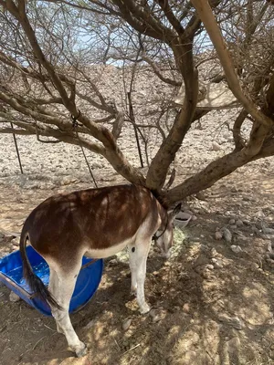‏حمير‏0