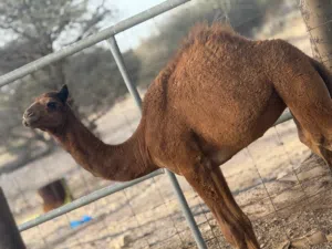 بكره _ حوار العمر 5 شهور