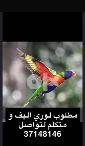 مطلوب لوري لو متو اليف و متكلم