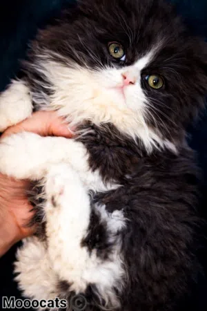 دبدوب باندا شهرين