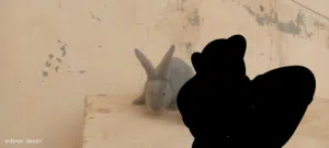 السلام عليكم موجود انثي بابيون دم صافي اقرا الوصف