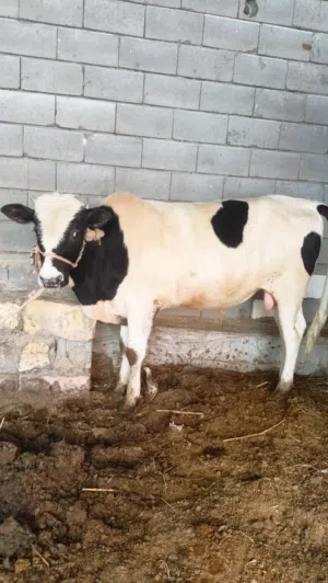 عجل سمين كلش مقبط لحم وخشن بيه خير من الله