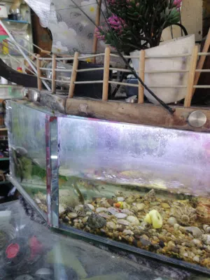 حوض سمك للبيع