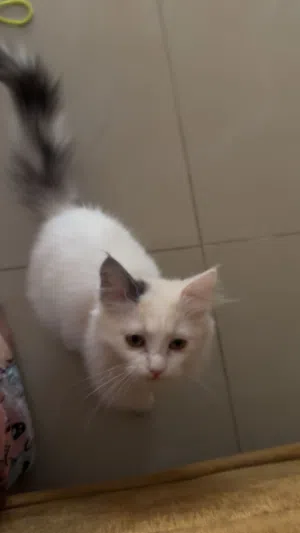 قطة شيرازي انثى للتبني