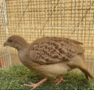 (مطلوب) صفرد باكستاني أنثى