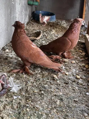 زوج حمام راعبي بياض وجوها افراخ